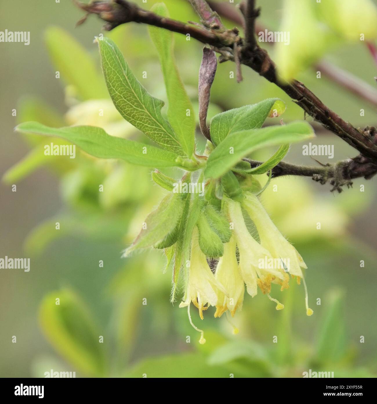 Mayberry Blume, Lonicera kamtschatica Blume 06 Stockfoto