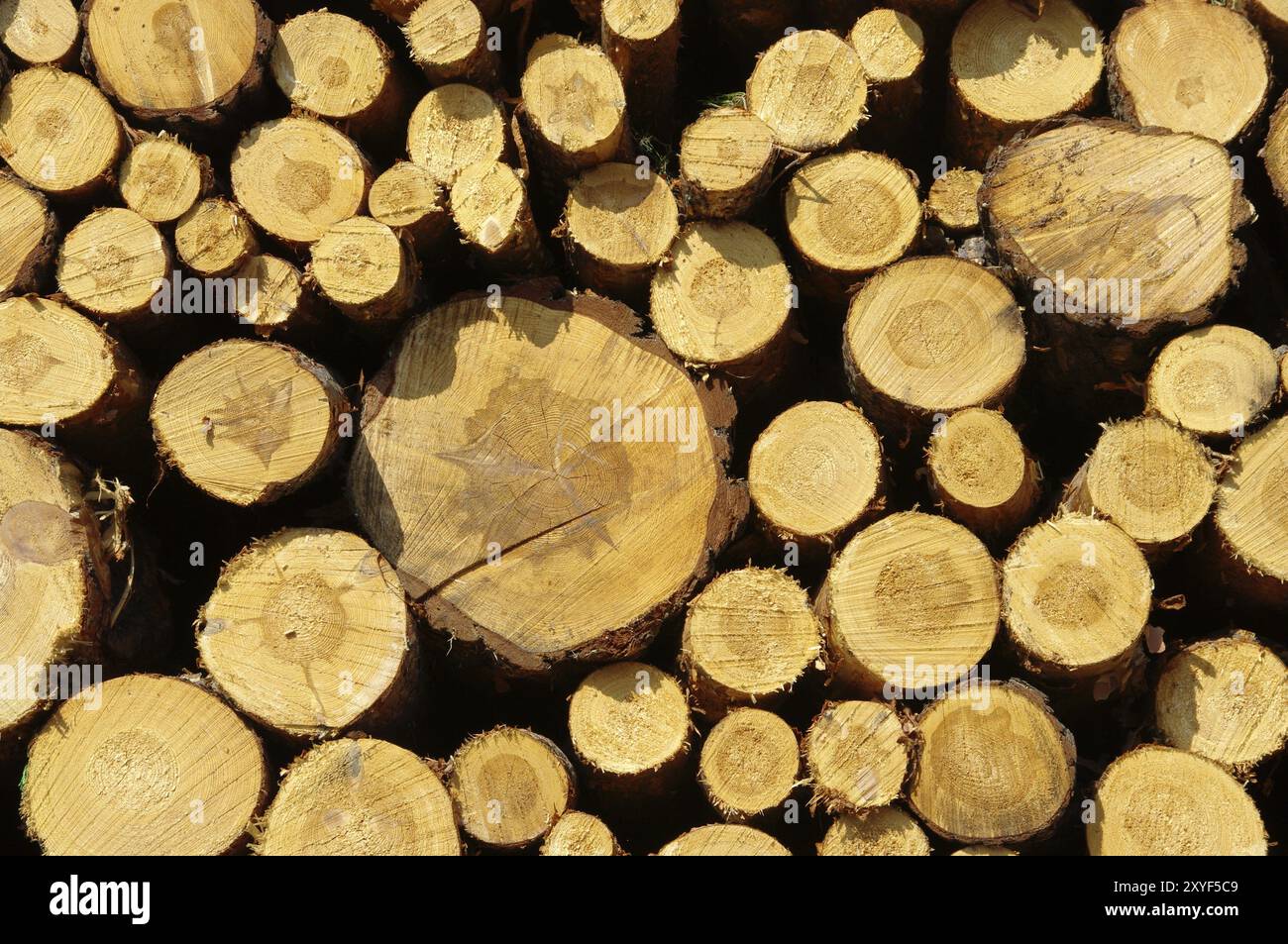 Holzstapel, Stapel aus Holz 34 Stockfoto