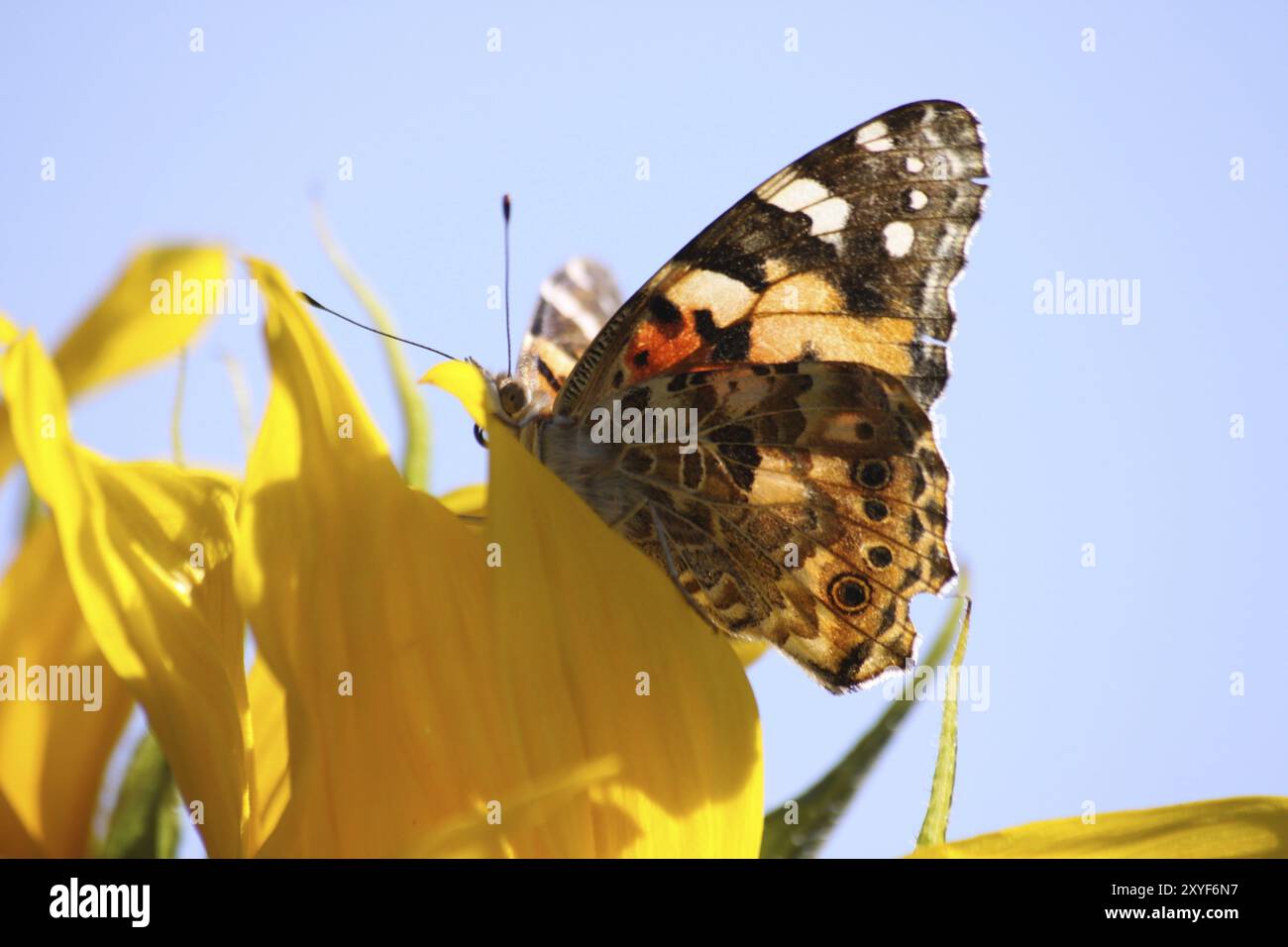 Thistle Schmetterling auf einer Sonnenblume Stockfoto