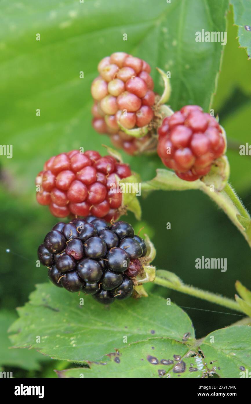 Vier Brombeeren in verschiedenen Reifestadien an einem grünen Busch, Borken, Nordrhein-Westfalen, DEUTSCHLAND Stockfoto