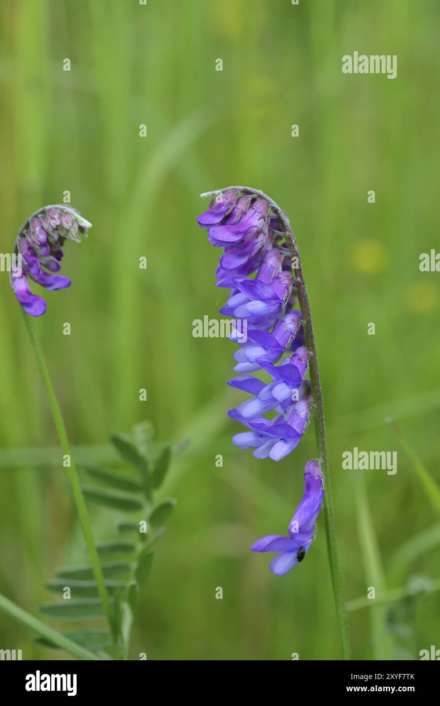 Wicke (Vicia caracca), Familie der Schmetterlingsblüten (Fabaceae), blaue Blüte am Rande eines Feldweges, Wilnsdorf, Nordrhein-Westfalen, Deutschland, Stockfoto