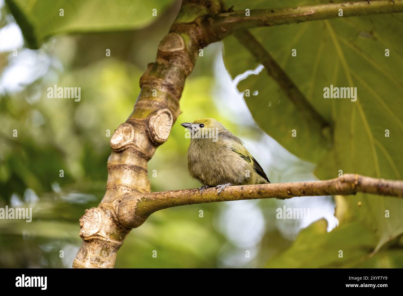 Palmtanager (Thraupis palmarum), auf einem Zweig sitzend, Nebelwald von Monteverde, Monte Verde, Costa Rica, Mittelamerika Stockfoto