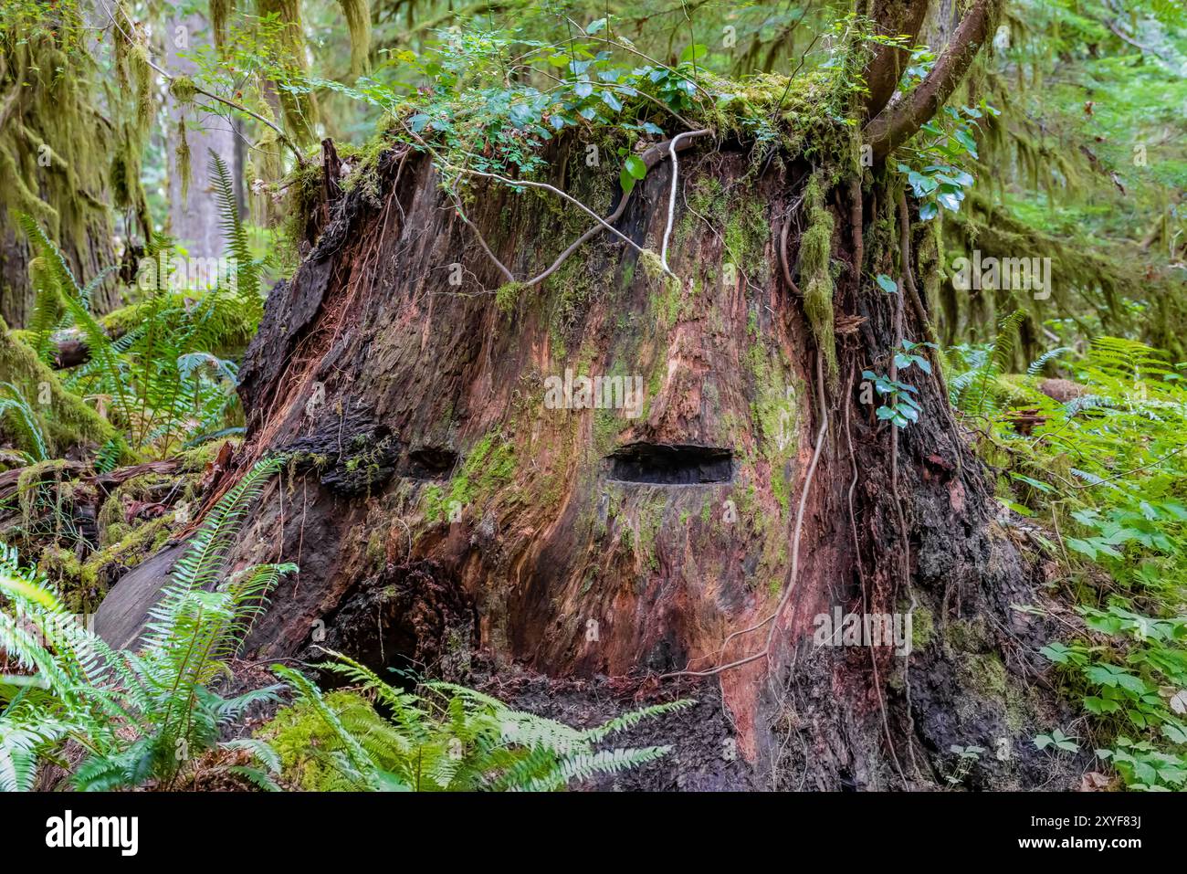 Sprungbrettkerben, ein Überbleibsel früherer Holzfällerei, im Treppenhaus, Olympic National Park, Washington State, USA Stockfoto