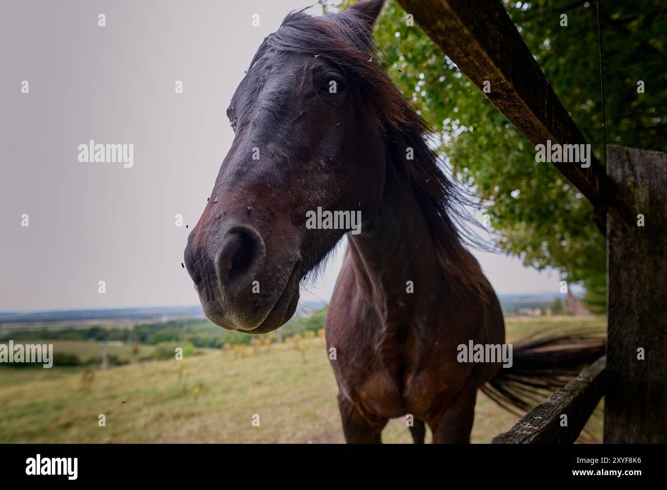 Braunes Pferd mit Fliegen um sein Gesicht neben einem Zaun Stockfoto
