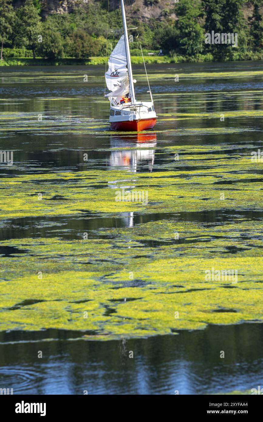 Grüner Teppich von Pflanzen am Essener Baldeney-See, wuchernde Wasserpflanze Elodea, wasserweed, eine invasive Art, Segelboot stecken, die schnell wachsende Stockfoto