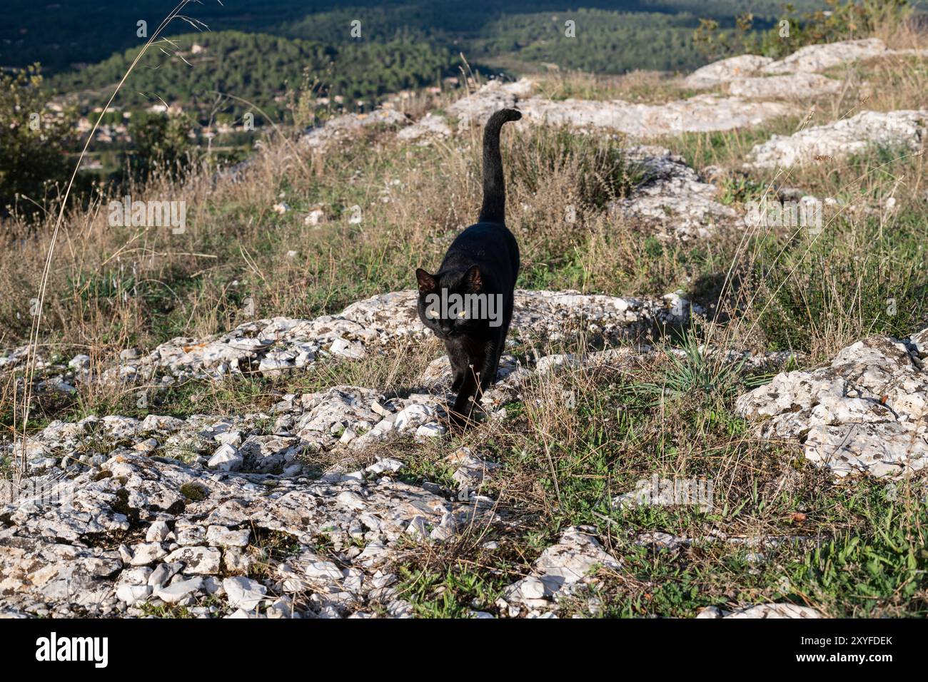 Einzelne schwarze Katze mit auffälligen gelben Augen, die durch die Wildnis schlendert, sich auf dem Boden bewegt, in freier Wildbahn Stockfoto