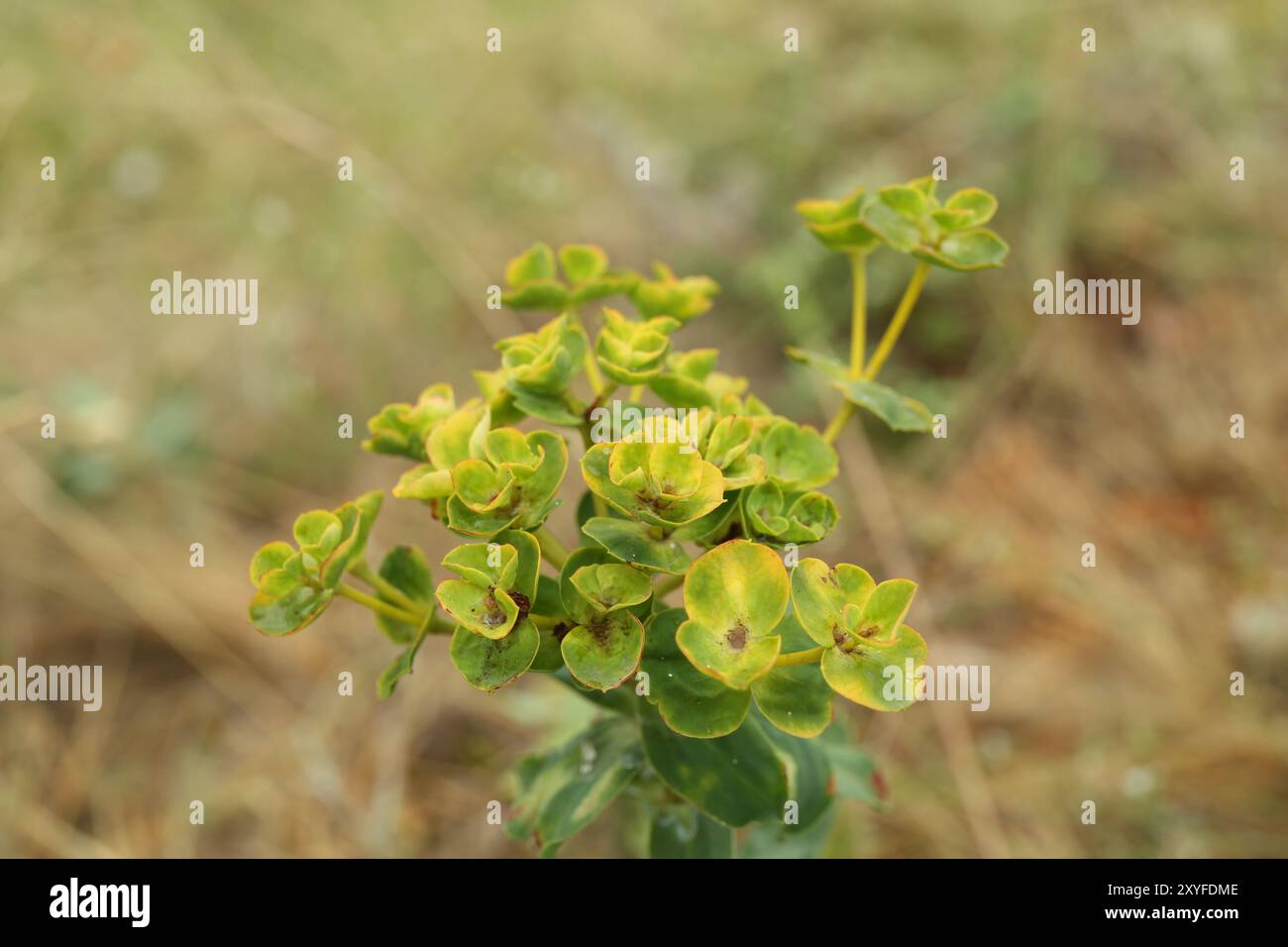 Schöne grüne euphorbienpflanze, die draußen wächst, Nahaufnahme Stockfoto