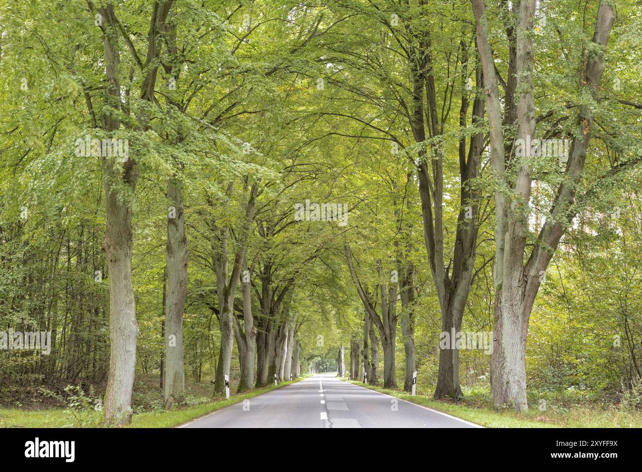 Baumallee in Brandenburg, Deutschland, Europa Stockfoto