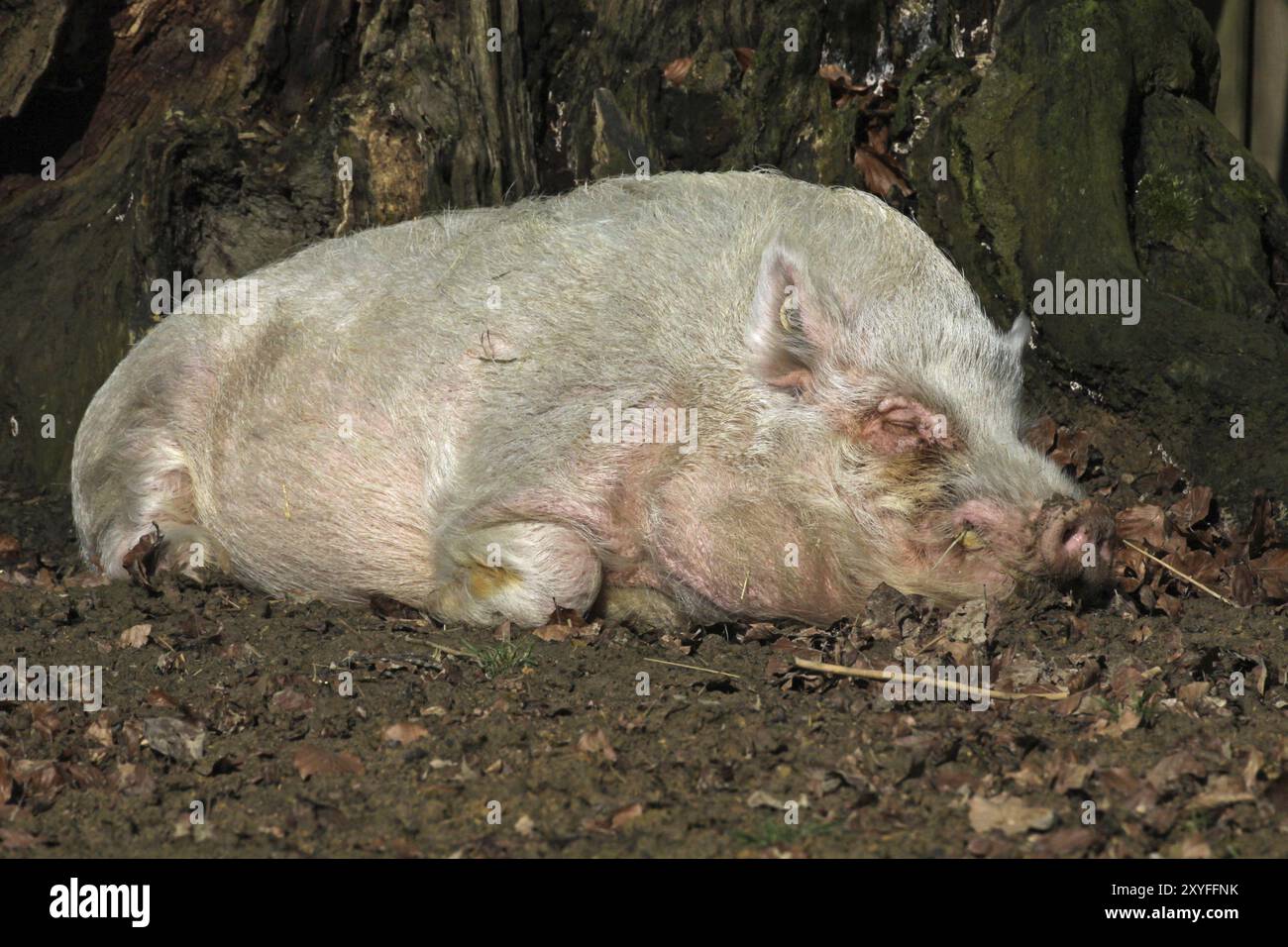 Schlafende Hausschwein Stockfoto