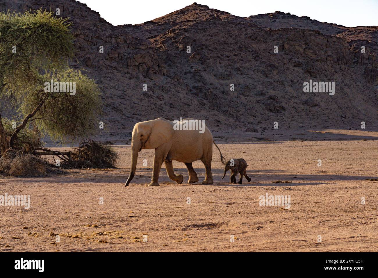 Wüstenadaptierte Elefanten (Loxodonta africana) in der Namib-Wüste Namibias, Afrika Stockfoto