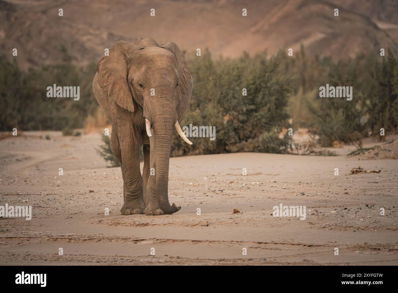 Wüstenadaptierte Elefanten (Loxodonta africana) in der Namib-Wüste Namibias, Afrika Stockfoto