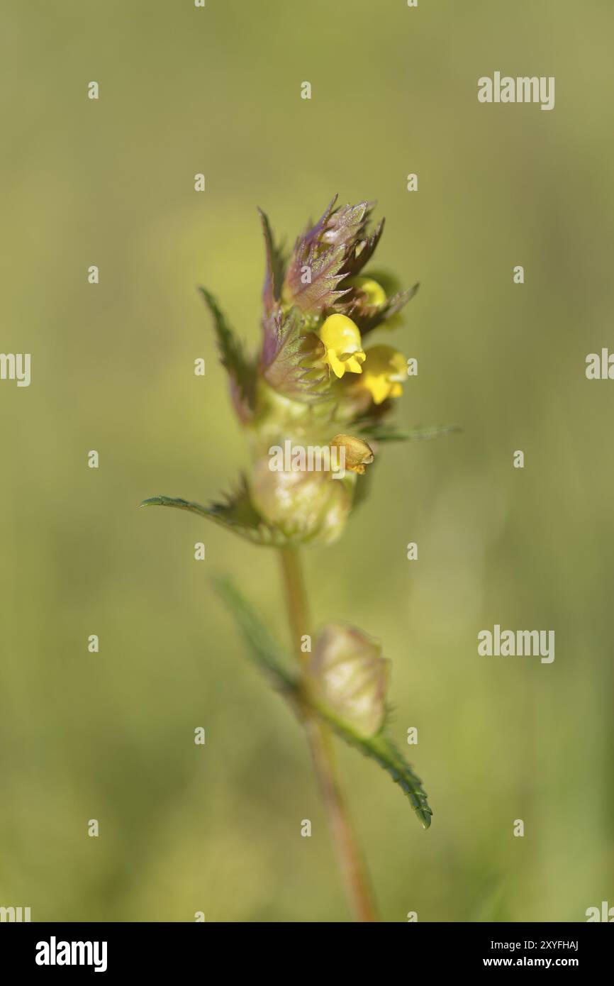 Rhinanthus (Rassel) auf einer Wiese. Rasseln auf einer Wiese Stockfoto