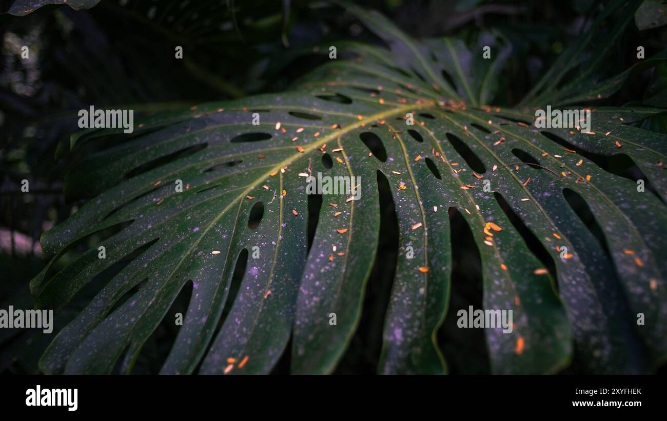 philodendron micans variegata Philodendron Micans Variegata | Rare plant