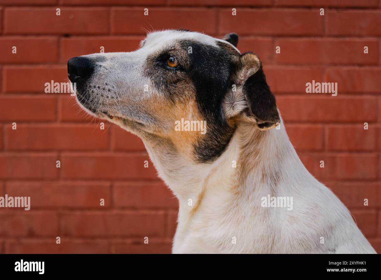 Porträt eines Hundes an einer Ziegelwand Stockfoto