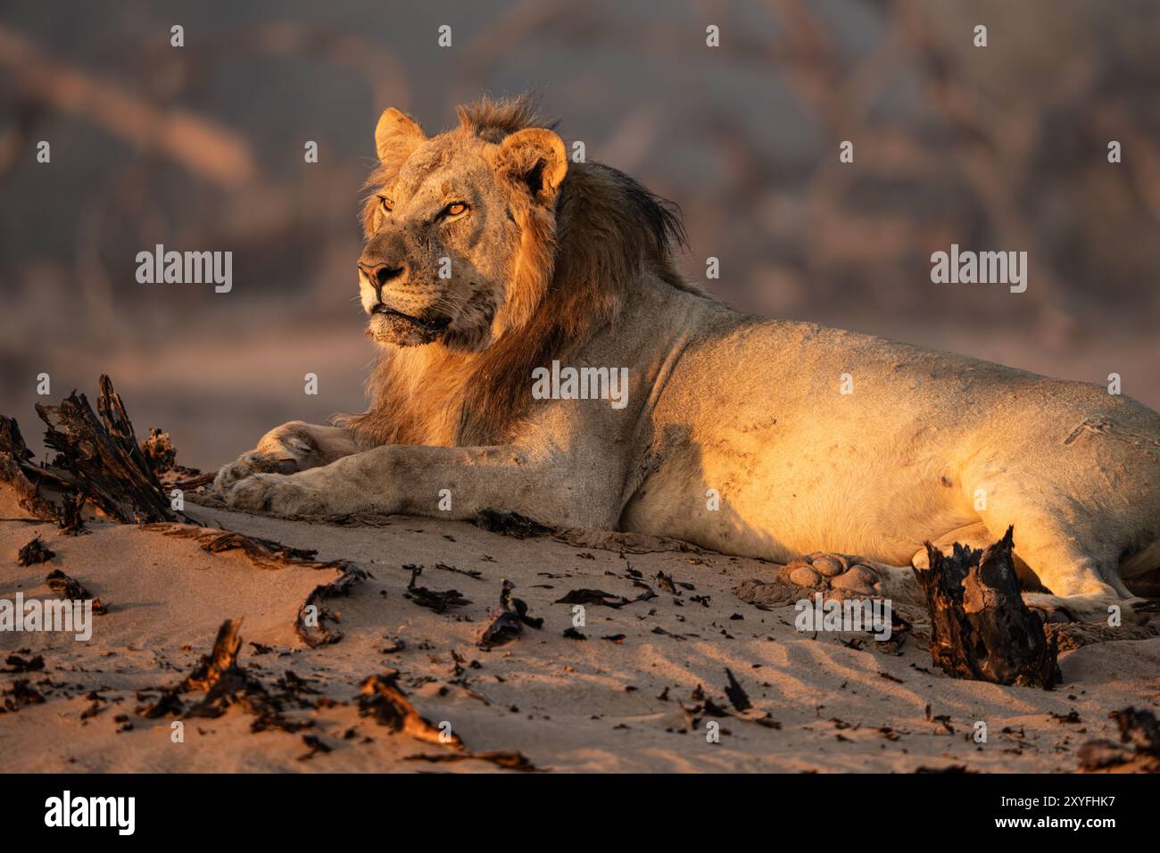 Wüstenadaptierter männlicher Löwe (Panthera leo) in Namibia, Afrika Stockfoto