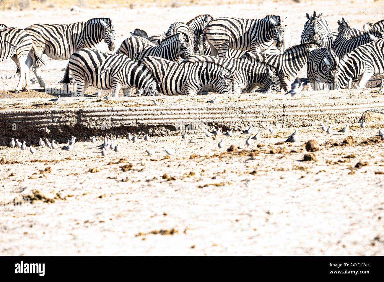 An die Wüste angepasstes Zebra (Hippotigris) am Watering Hole im Etosha National Park, Namibia Stockfoto