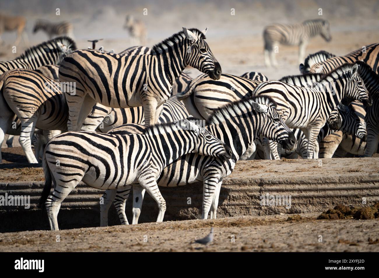 An die Wüste angepasstes Zebra (Hippotigris) am Watering Hole im Etosha National Park, Namibia Stockfoto