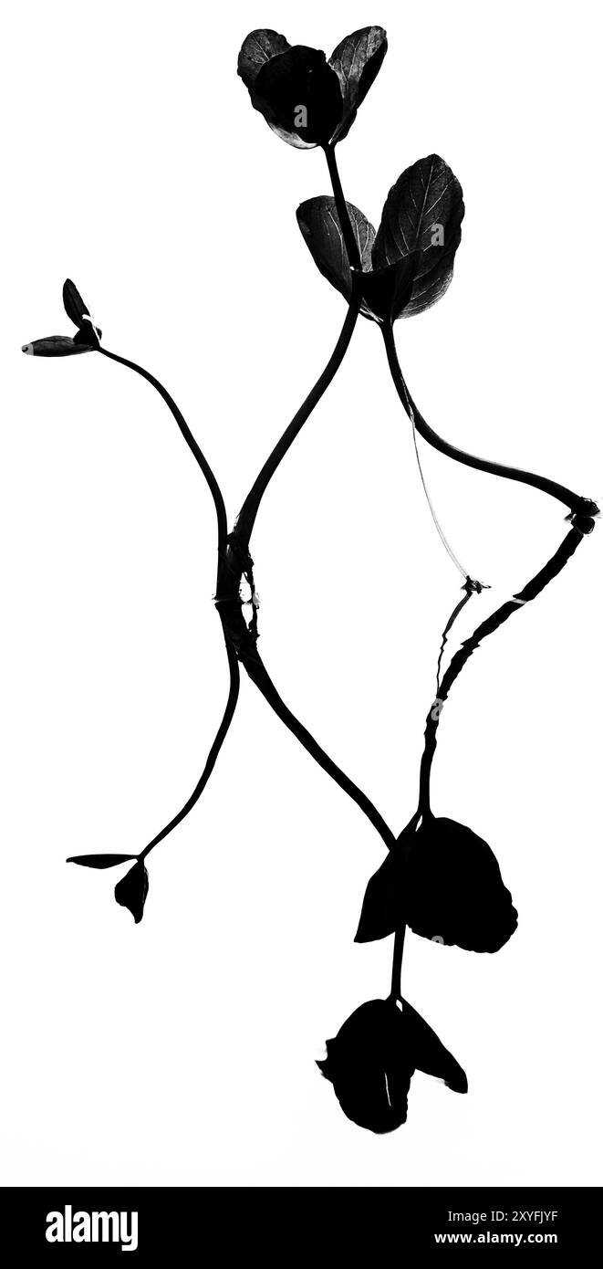 Menyanthes trifoliata, (Bitterklee, Menyanthes) in Water, Norrbotten, Lappland, Schweden, August 2013, Europa Stockfoto