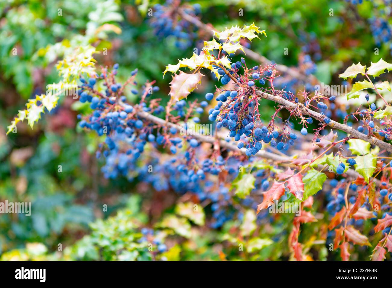 Oregon trauben stechpalme -Fotos und -Bildmaterial in hoher Auflsung   Alamy