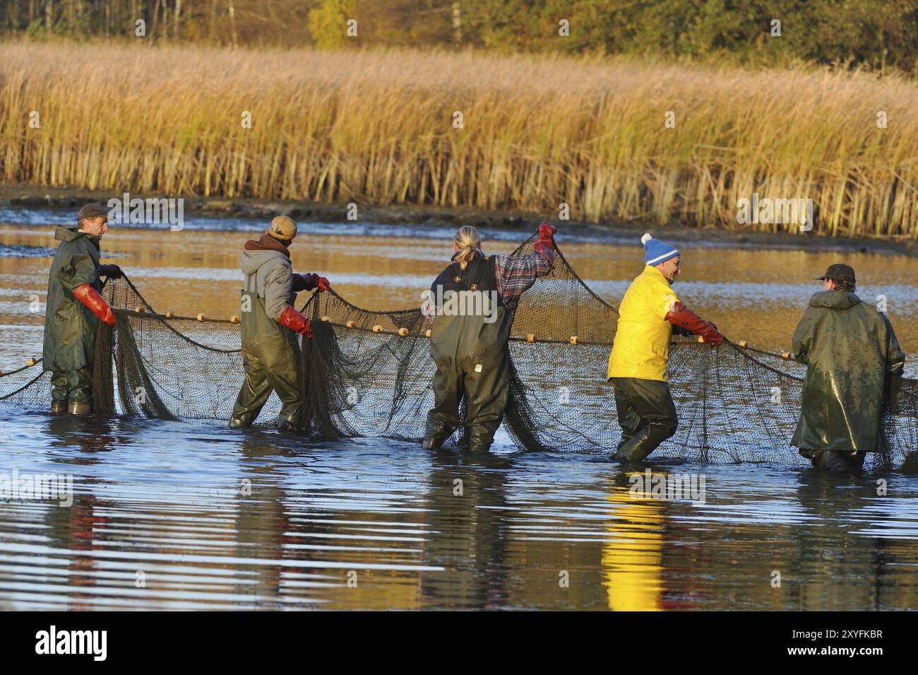 Fischer, die einen Teich in der Oberlausitz fischen Stockfoto