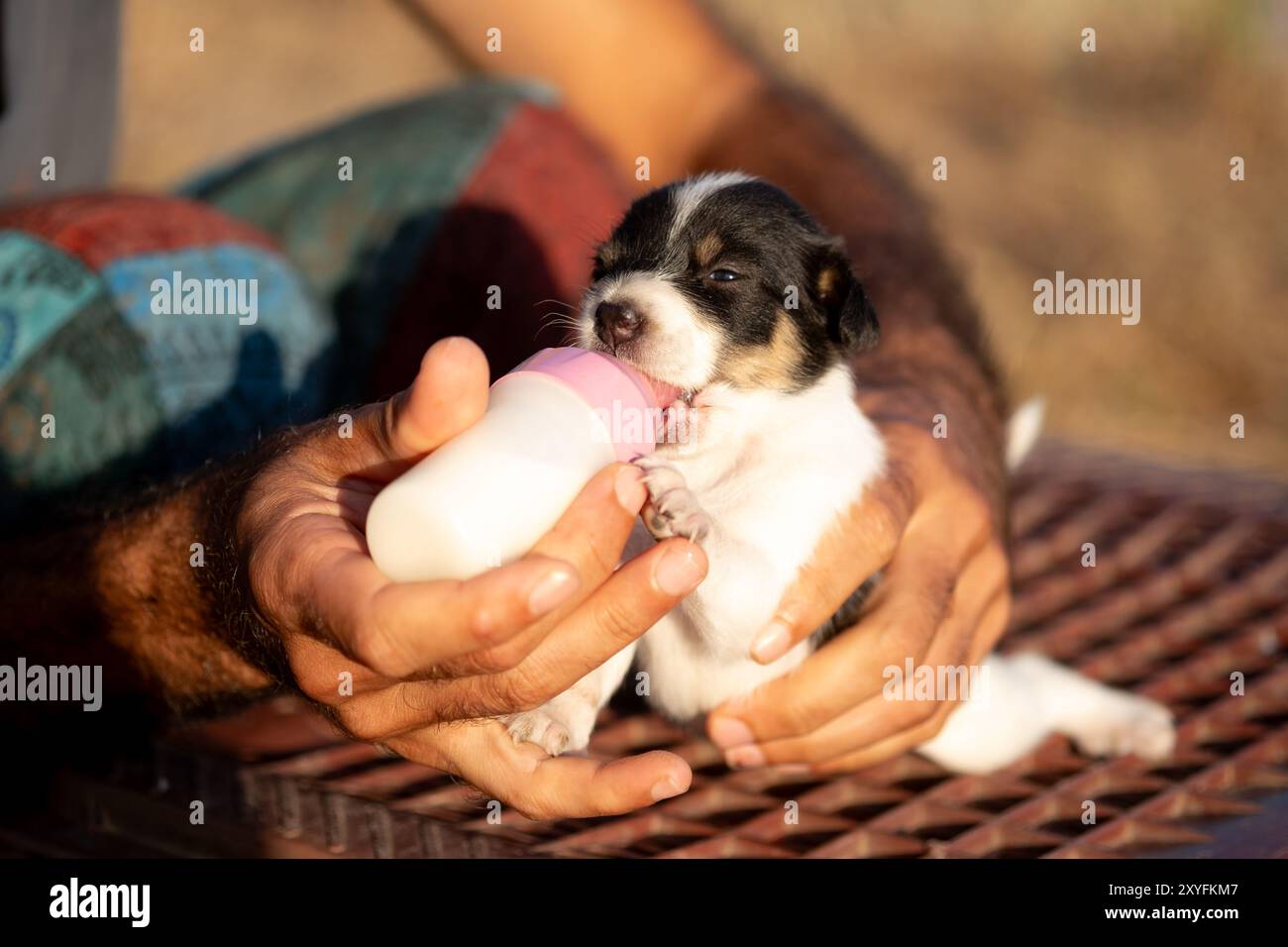 Ein neugeborener Fox Terrier Welpe, der liebevoll mit der Flasche gefüttert wird, zeigt den zarten Moment der Pflege und Pflege zwischen Mensch und Tier Stockfoto