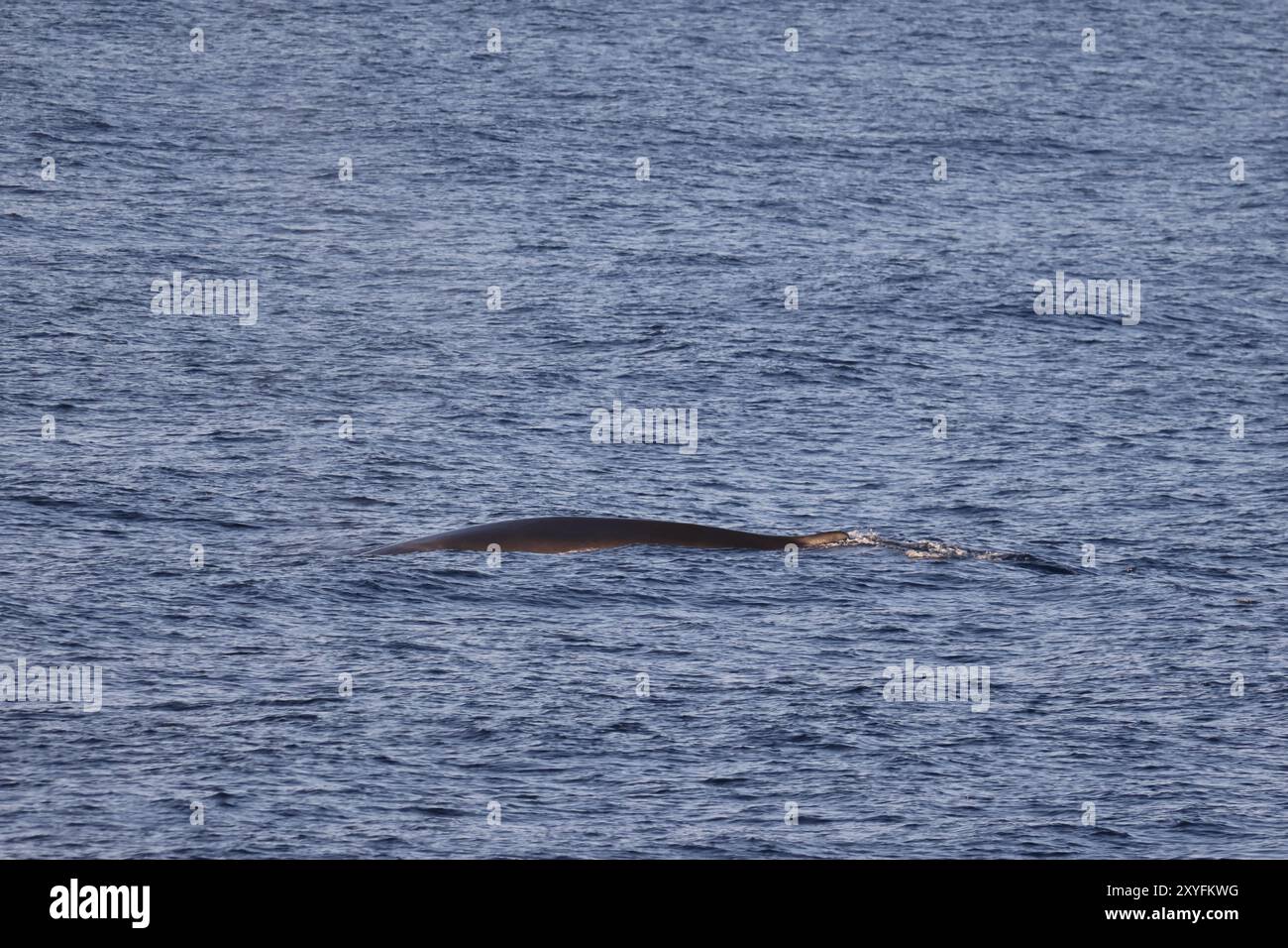 Der kleine Minkwal im arktischen Meer der Svalbard Stockfoto