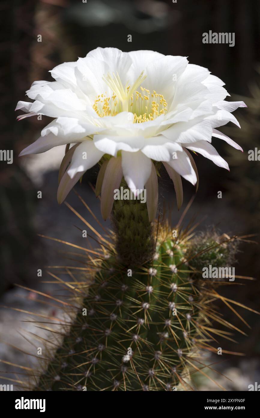 Große cactus Flower (echinopsis Candicans) Stockfoto
