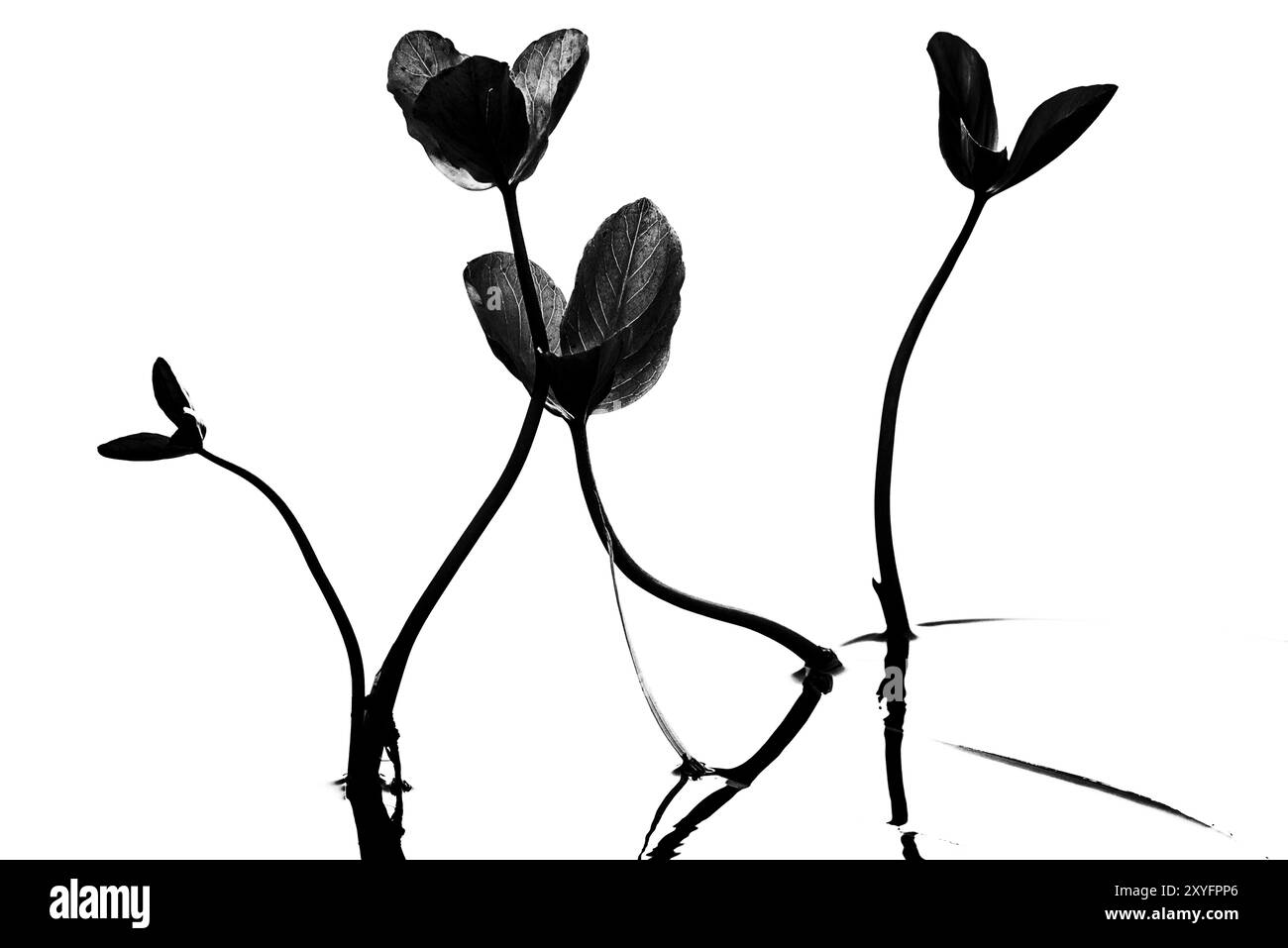 Menyanthes trifoliata, (Bitterklee, Menyanthes) in Water, Norrbotten, Lappland, Schweden, August 2013, Europa Stockfoto
