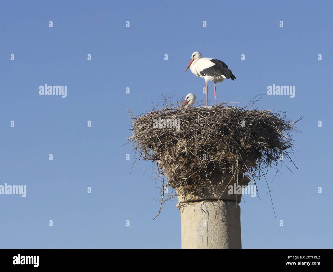 Störche auf einer der Säulen der antiken Stadt Volubilis Stockfoto