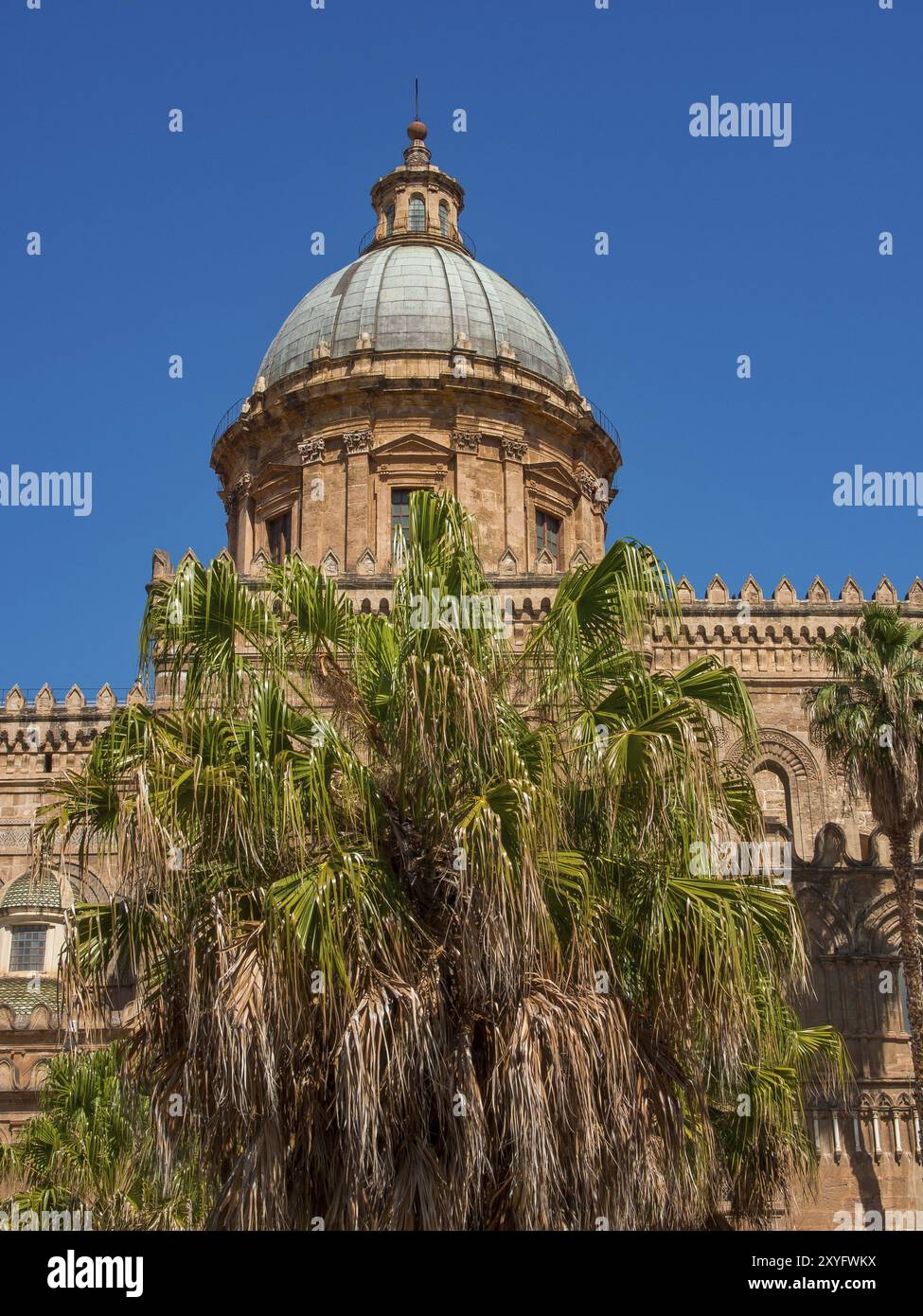 Gotische Kathedrale mit großer Kuppel und Palmen im Vordergrund unter klarem Sommerhimmel, palermo, sizilien, mittelmeer, italien Stockfoto