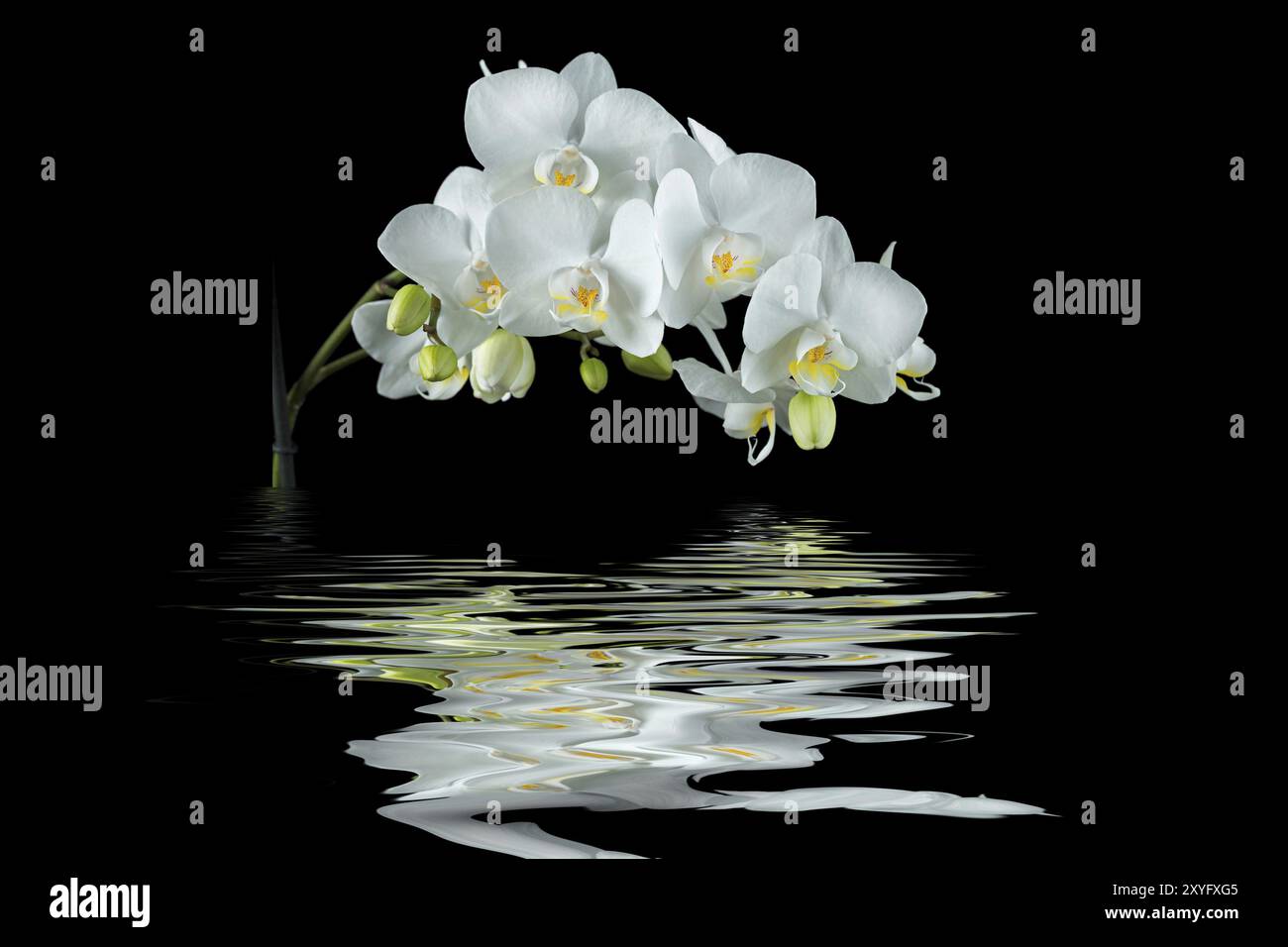 Weiße Orchidee mit Reflexion auf schwarzem Hintergrund Stockfoto
