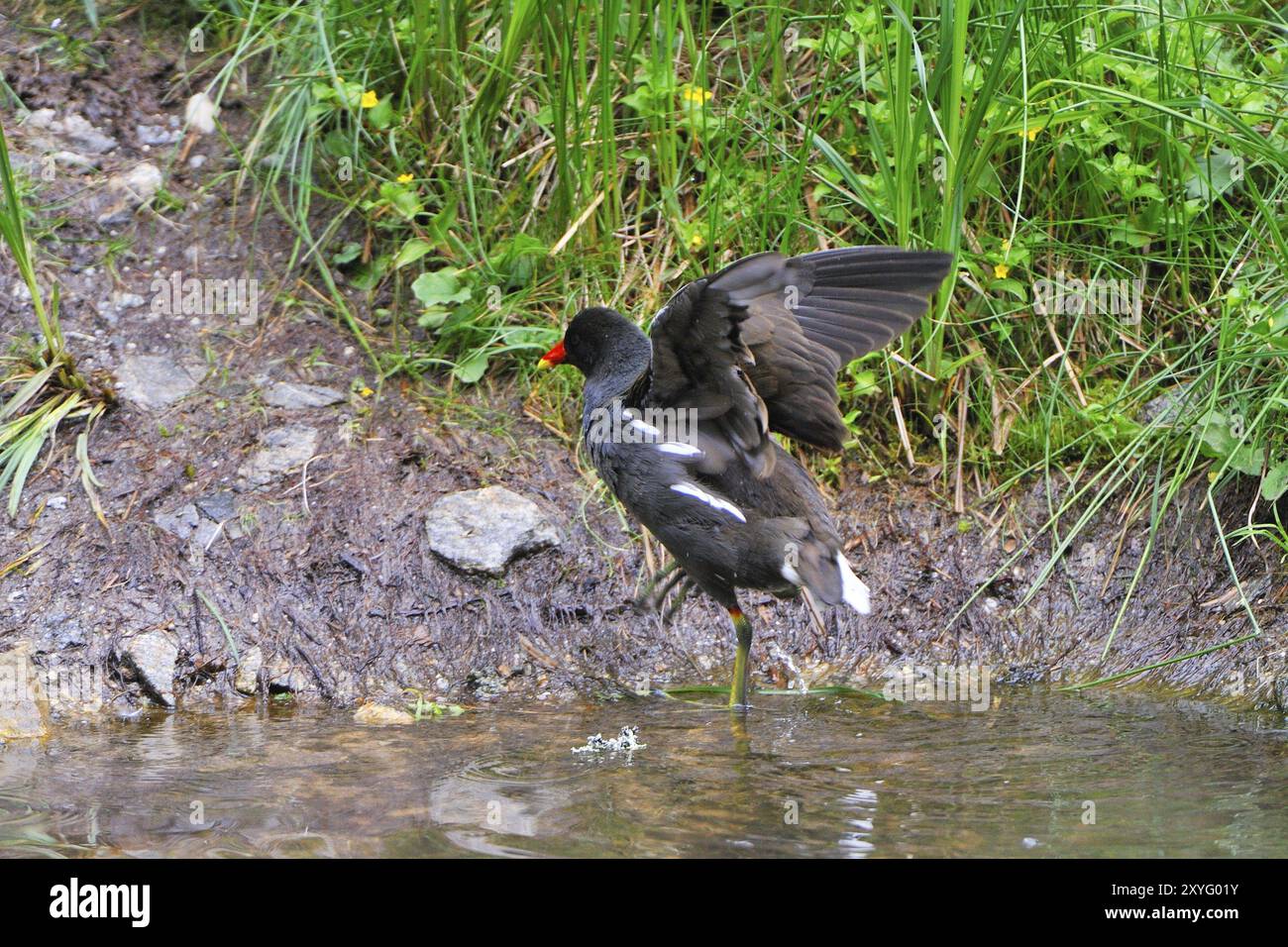 Wasserbahn, Moorhen, Gallinula chloropus, Gallinula choropos, gemeine Moorhen Stockfoto