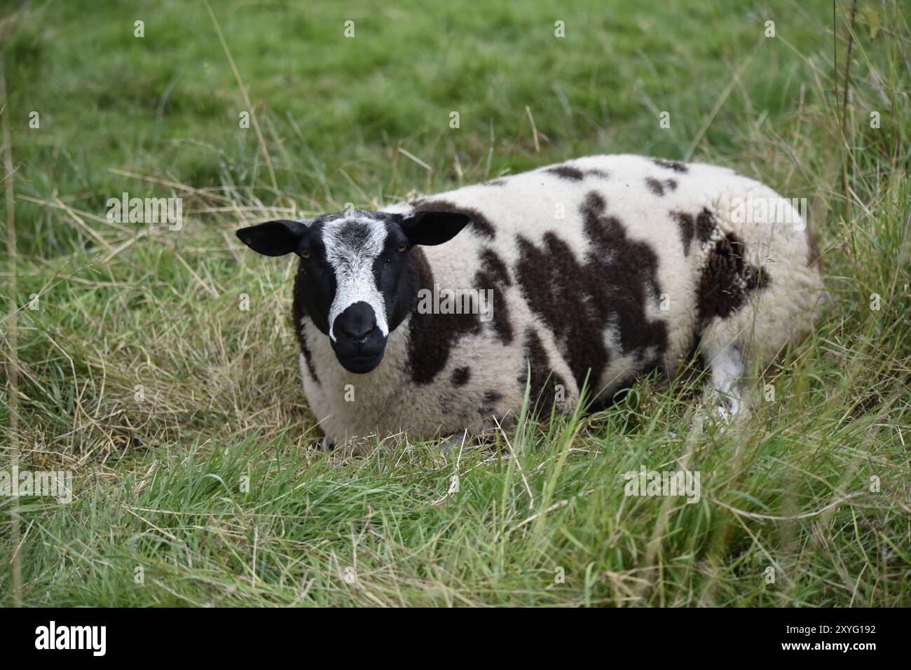 Schwarz-weiß gefleckte Schafe liegen im Gras eines Naturschutzgebiets, schlafen vor der Kamera ein, aufgenommen an einem warmen Juli-Tag in Großbritannien Stockfoto