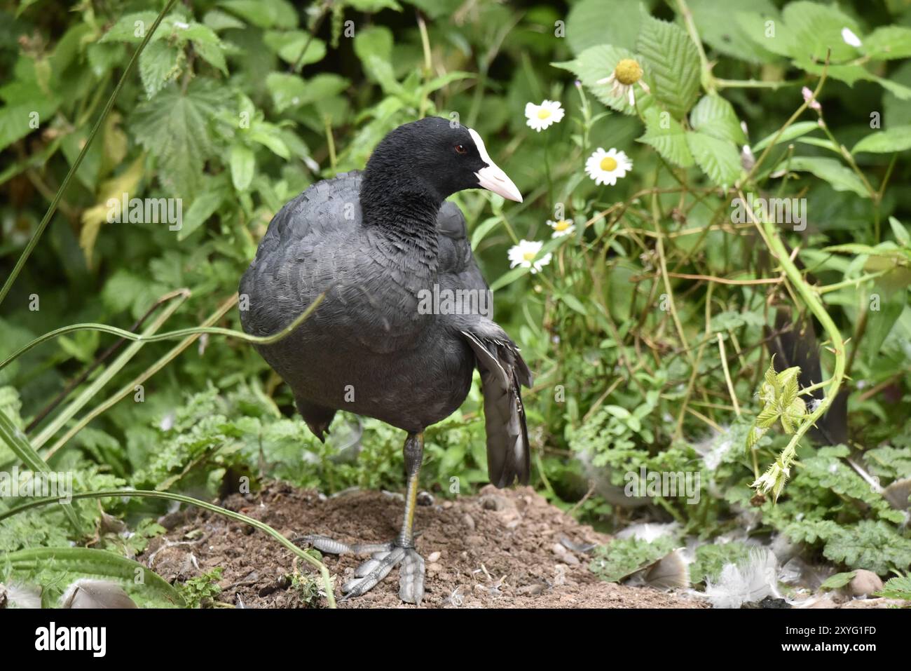Vordergrundbild eines eurasischen Coots (Fulica atra) mit einem gebrochenen Flügel und stehend mit einem Bein nach oben, Kopf nach rechts vom Bild gedreht, aufgenommen in Großbritannien Stockfoto