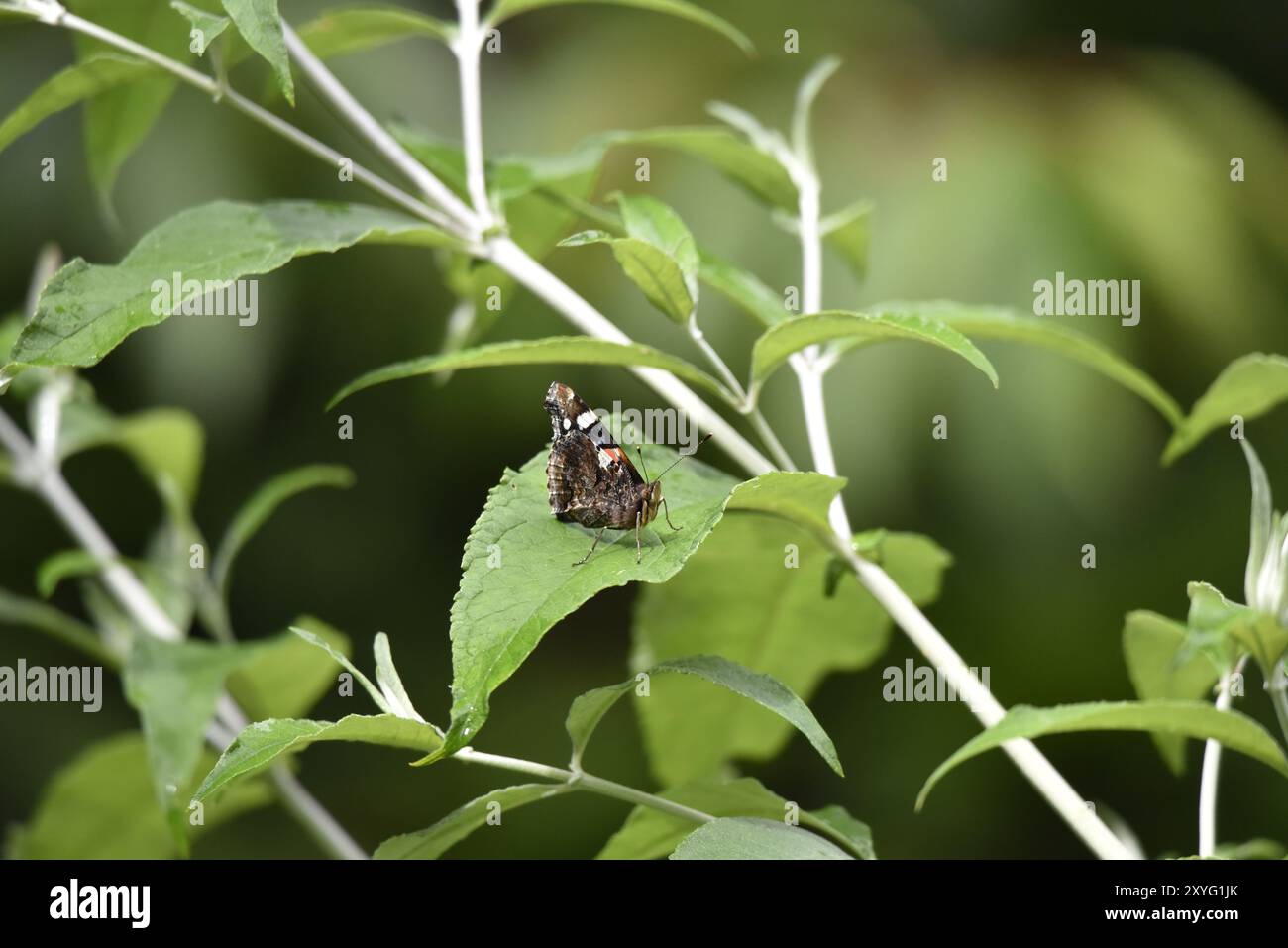 Roter Admiral Schmetterling (Vanessa atalanta) auf einem grünen Blatt im rechten Profil mit Flügeln nach oben, Proboscis nach unten, Antennen nach oben in natürlichem Licht, aufgenommen in Großbritannien Stockfoto