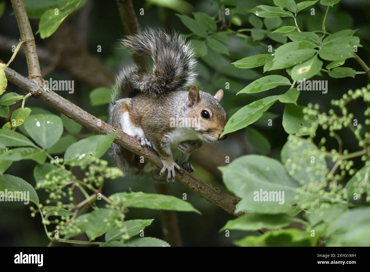 Vordergrundbild eines Grauen Eichhörnchens (Sciurus carolinensis) rechts, das einen diagonalen Zweig in der Sonne greift, aufgenommen in Großbritannien im Sommer Stockfoto