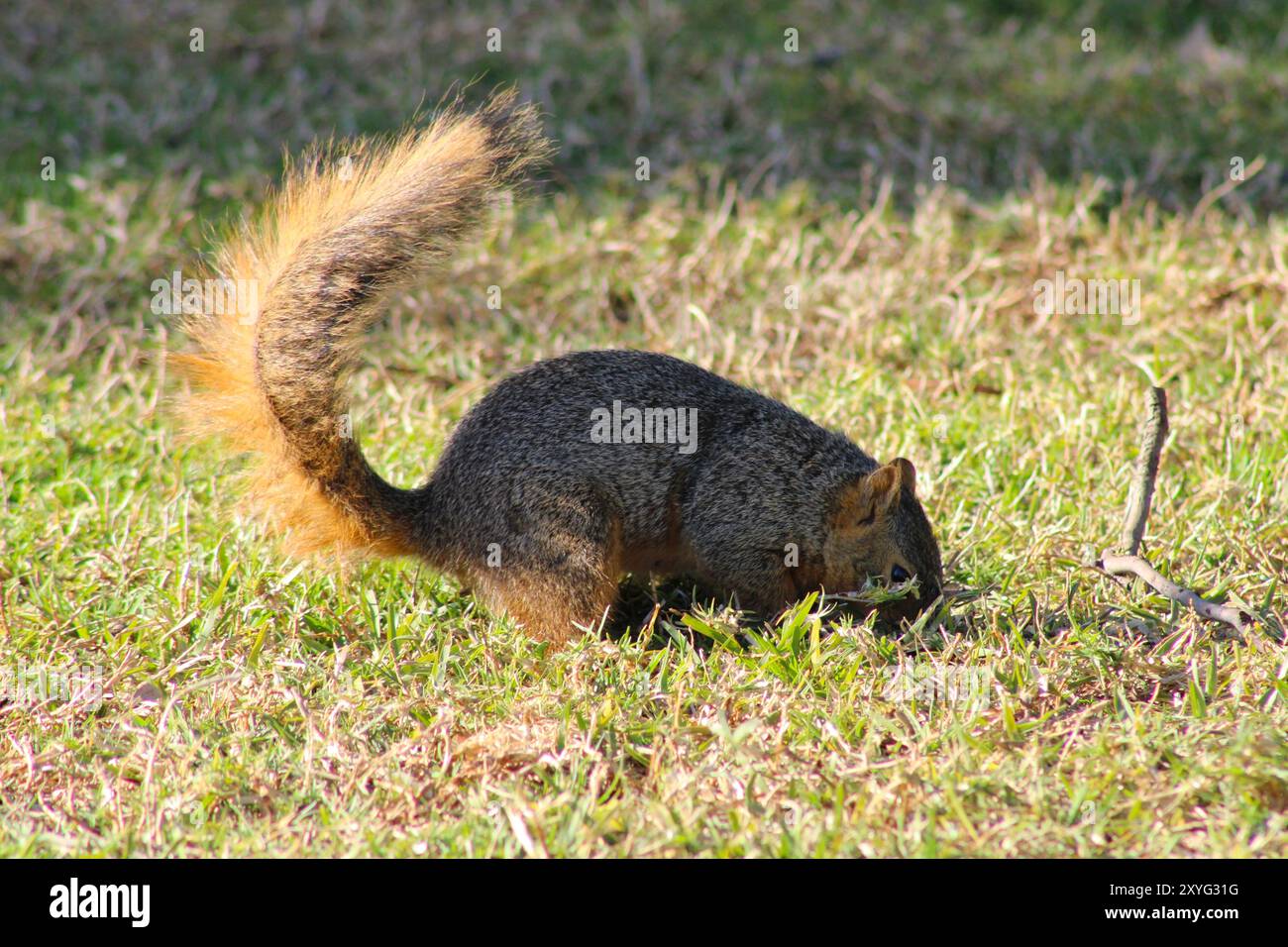 Eichhörnchen graben nach unterirdisch gelagerten Nüssen Stockfoto