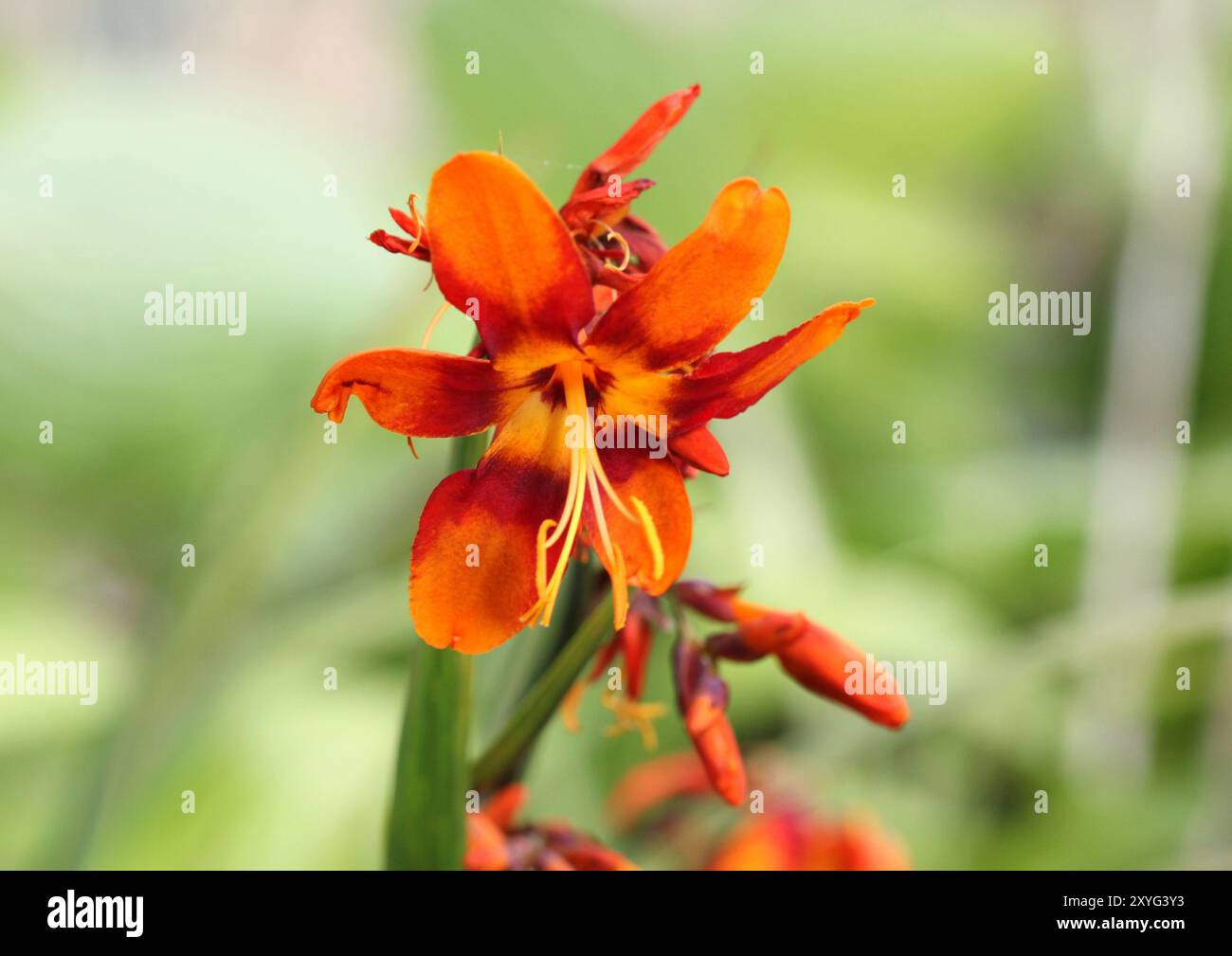 Eine Nahaufnahme von Crocosmia x Crocosmiiflora 'Emily McKenzie' Stockfoto