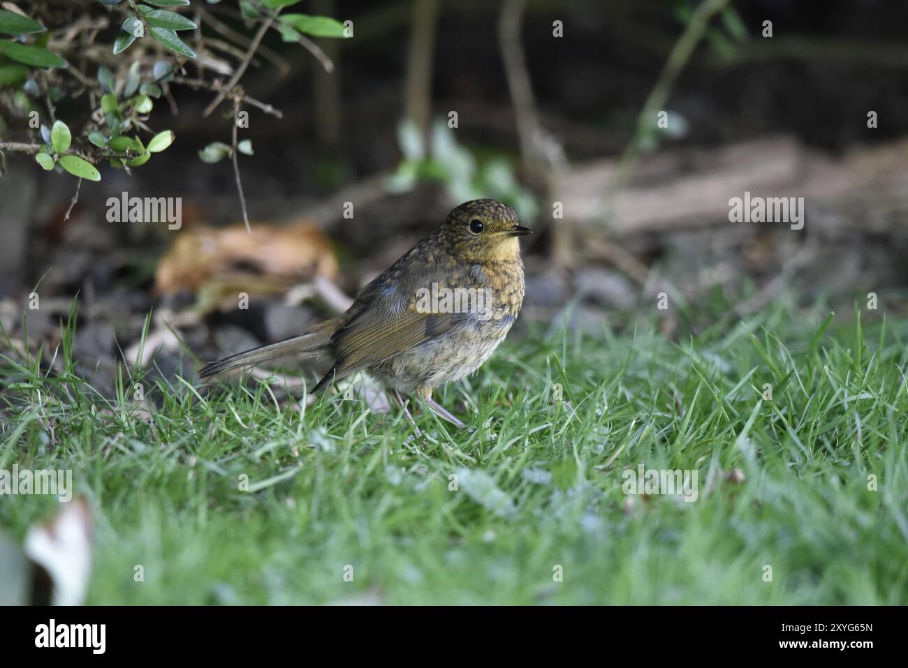 Rechtes Profil Portrait of a juvenile European Robin (Erithacus rubecula), Head Turned to Camera, on Grass in a Garden in Wales, UK im Juli Stockfoto