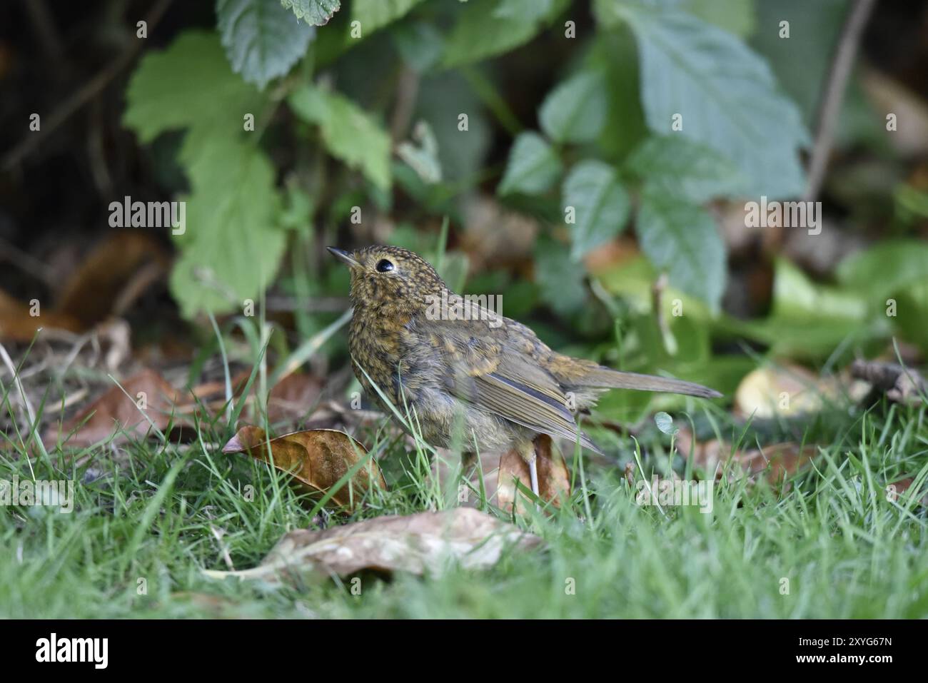 Linkes Profil Bild eines jungen Europäischen Robins (Erithacus rubecula) auf Gras in einem britischen Garten, Blick auf Skywards im Juli Stockfoto