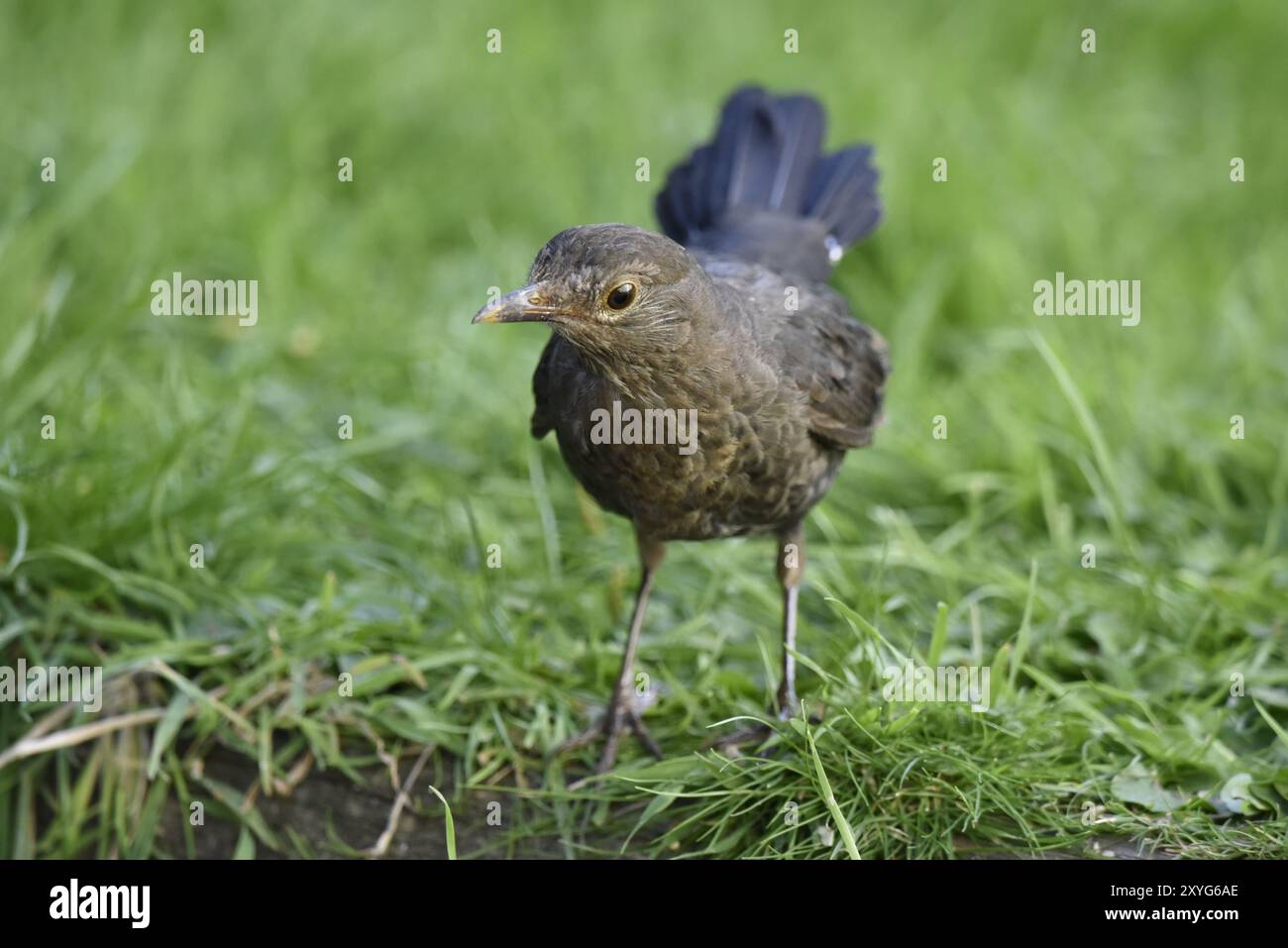 Bildnis eines weiblichen gemeinen Amsels (Turdus merula) auf Gras, mit Blick auf die Kamera, aufgenommen im Juli in Wales, Großbritannien Stockfoto