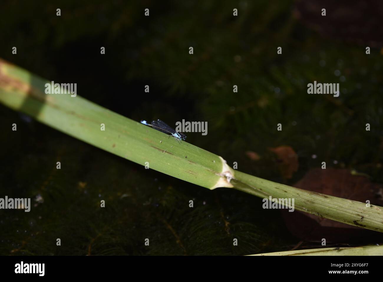 Blauschwanz Damselfly (Ischnura elegans) auf einer sonnendurchfluteten Grasklinge im rechten Profil, Gesicht im Fokus, vor dunklem Wasser Hintergrund, aufgenommen in Großbritannien im Juli Stockfoto Blauschwanz Damselfly (Ischnura elegans) auf einer sonnendurchfluteten Grasklinge im rechten Profil, Gesicht im Fokus, vor dunklem Wasser Hintergrund, aufgenommen in Großbritannien im Juli Stockfoto