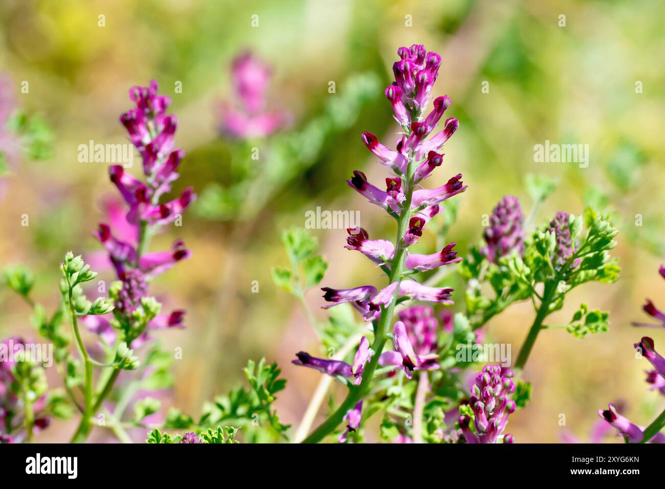 Fumitory (fumaria officinalis), Nahaufnahme eines Dorns der langen violetten Blüten der Pflanze, gefunden in Feldrändern und Abfallboden. Stockfoto