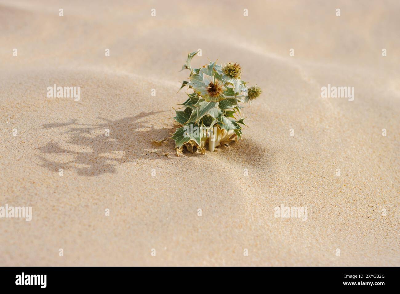 Small Sea holly steht widerstandsfähig im sonnendurchfluteten Sand. Stockfoto