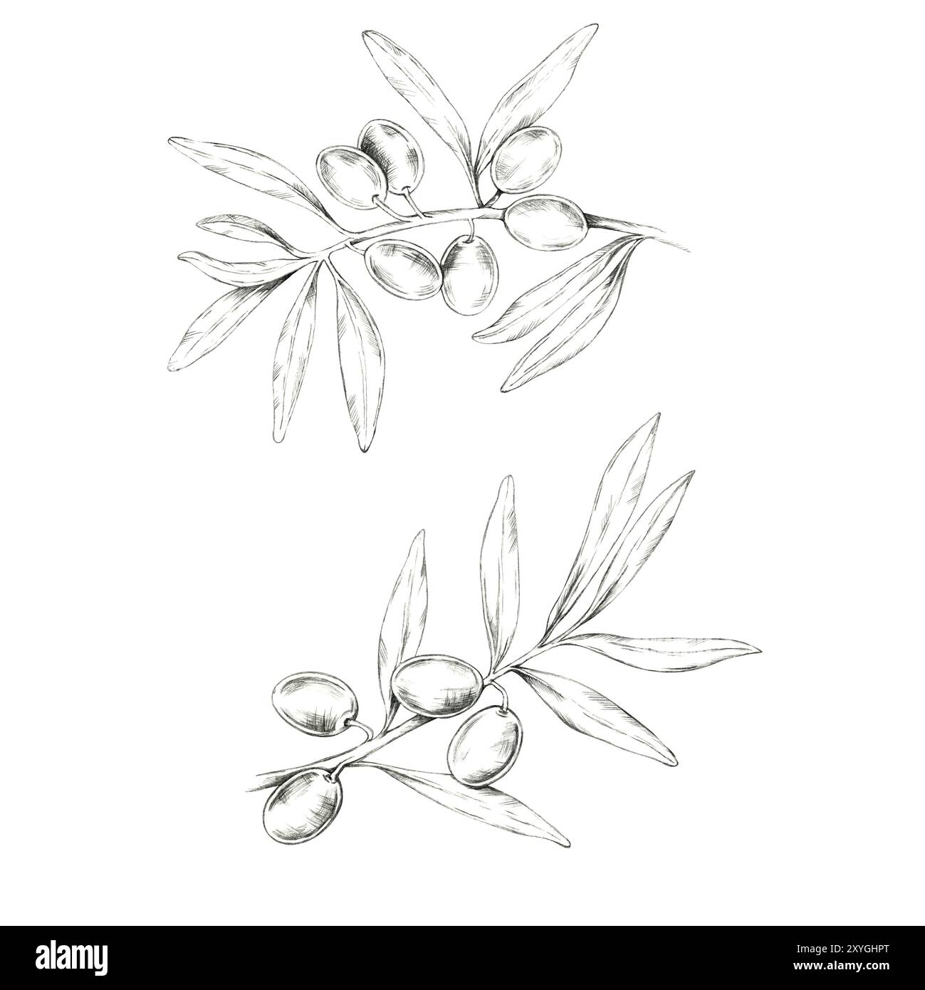 Set aus zwei Olivenzweigen mit Oliven und langen, schmalen Blättern. Isolierter Stift-Zeichenclip zur Verbesserung des Brandings und der Etikettierung von Gourmet-Ölen, Hautpflegeprodukten und handwerklichen Seifen Stockfoto