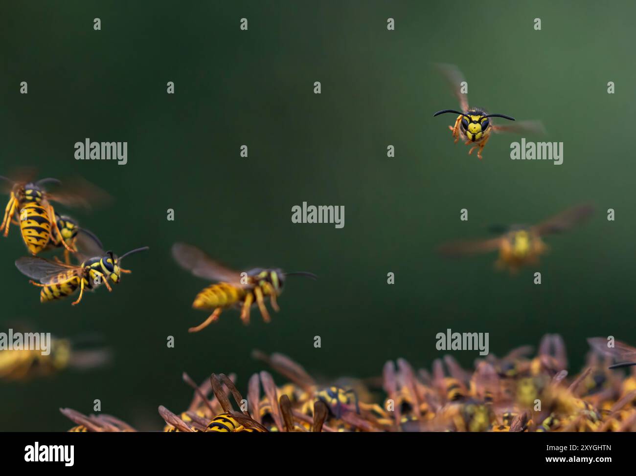 Schwarm gefährlicher, gestreifter Insekten Wespen fliegen vor dem Hintergrund eines grünen Sommergartens Stockfoto