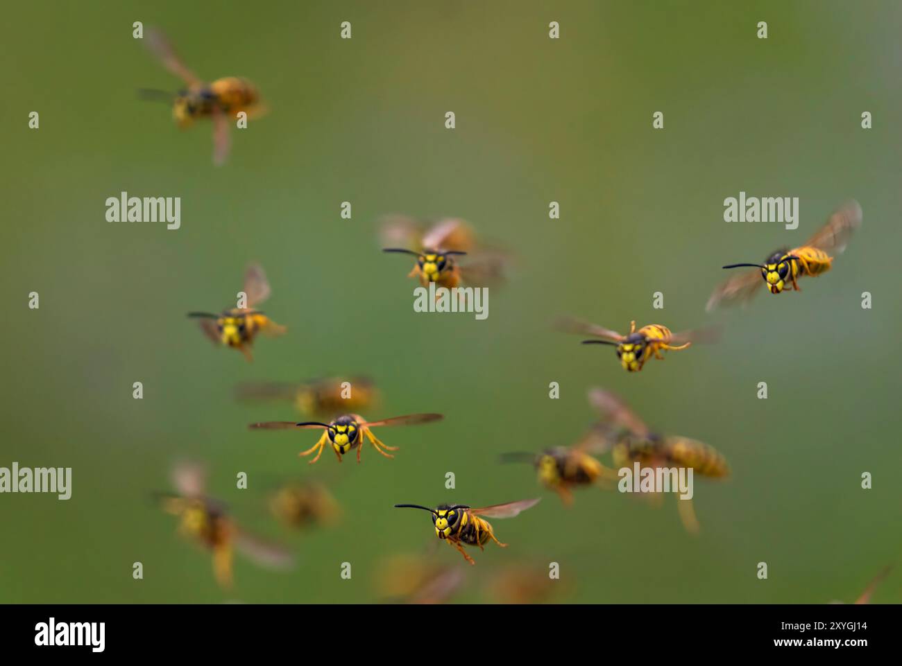 Schwarm gefährlicher, gestreifter Insekten Wespen fliegen vor dem Hintergrund eines grünen Sommergartens Stockfoto