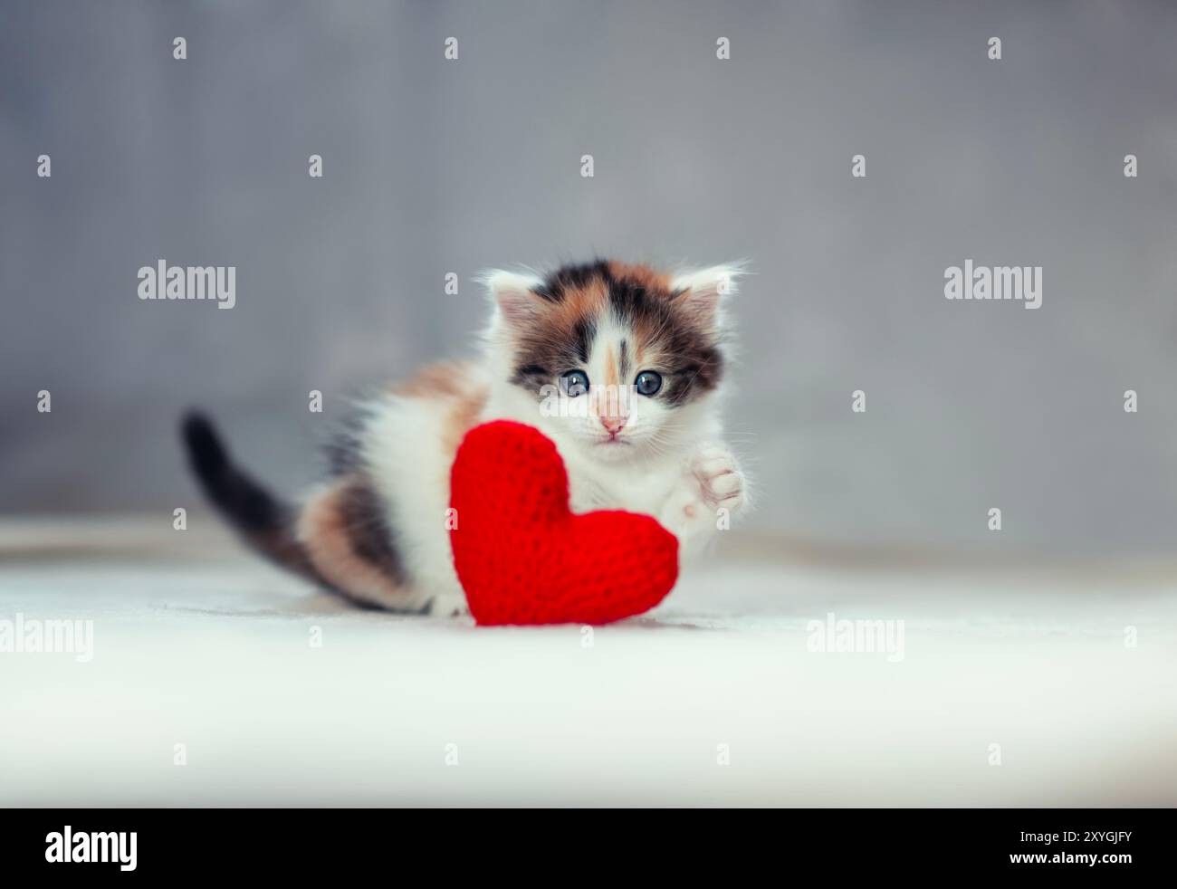 Porträt eines schönen kleinen neugierigen, flauschigen Kätzchens, das auf dem Boden liegt und verspielt gerade aussieht Stockfoto