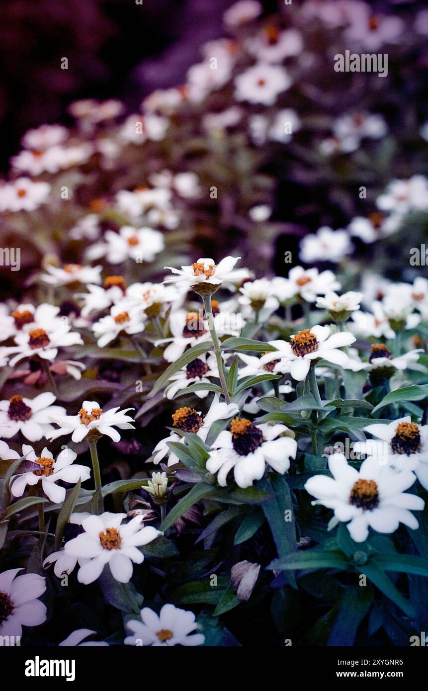 Eine ruhige Darstellung zarter weißer Blüten, die die friedliche Schönheit der Natur in voller Blüte einfangen. Lincoln Park, Chicago, Illinois. Stockfoto