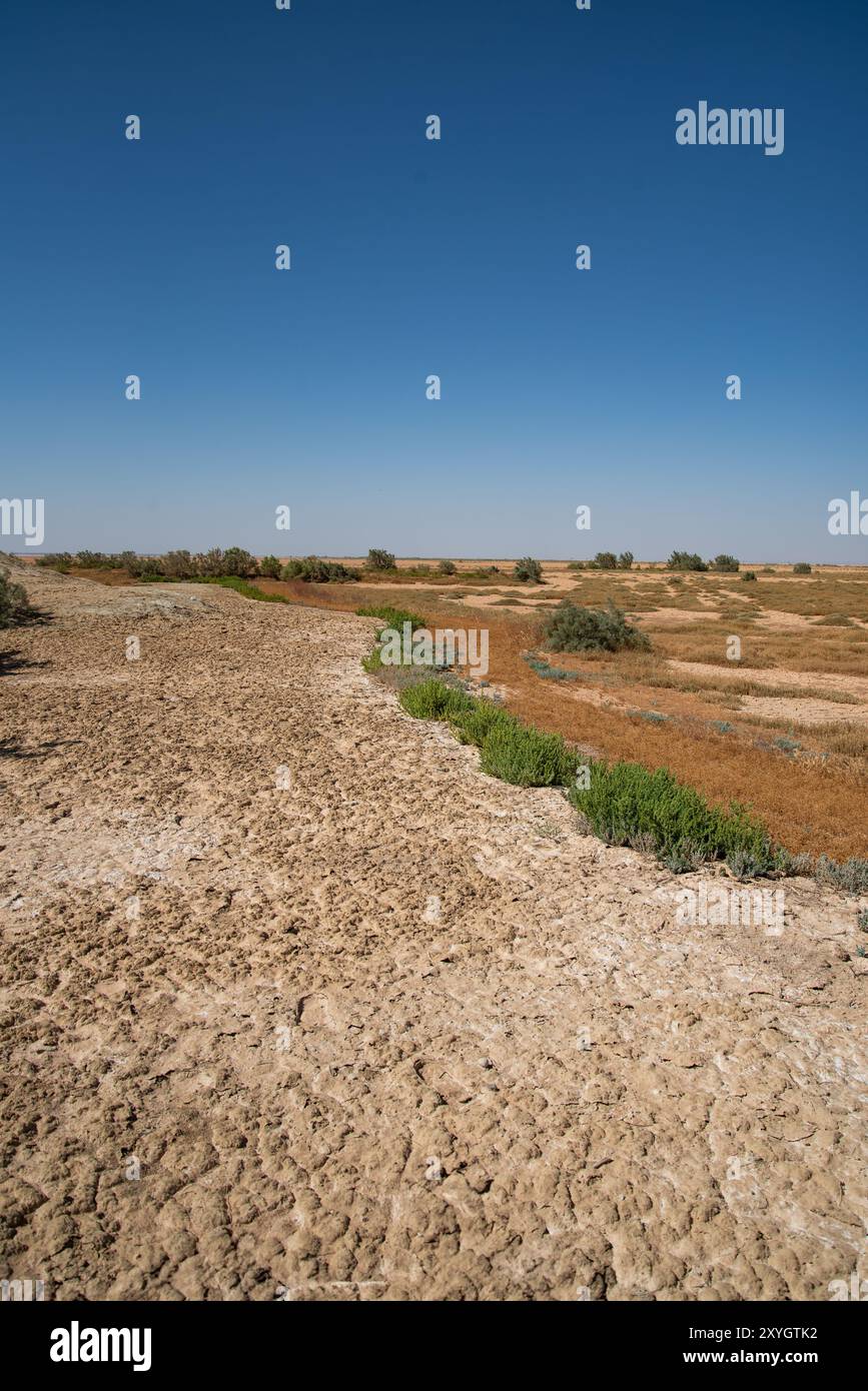 Green Bush Line, die Salzland und braunes Gras in Azraq, Jordanien, teilt, Environmental Contrast Stockfoto